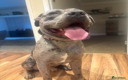 Mixed Breed dogs for sale: Zeus cane corso merle  - Image 4