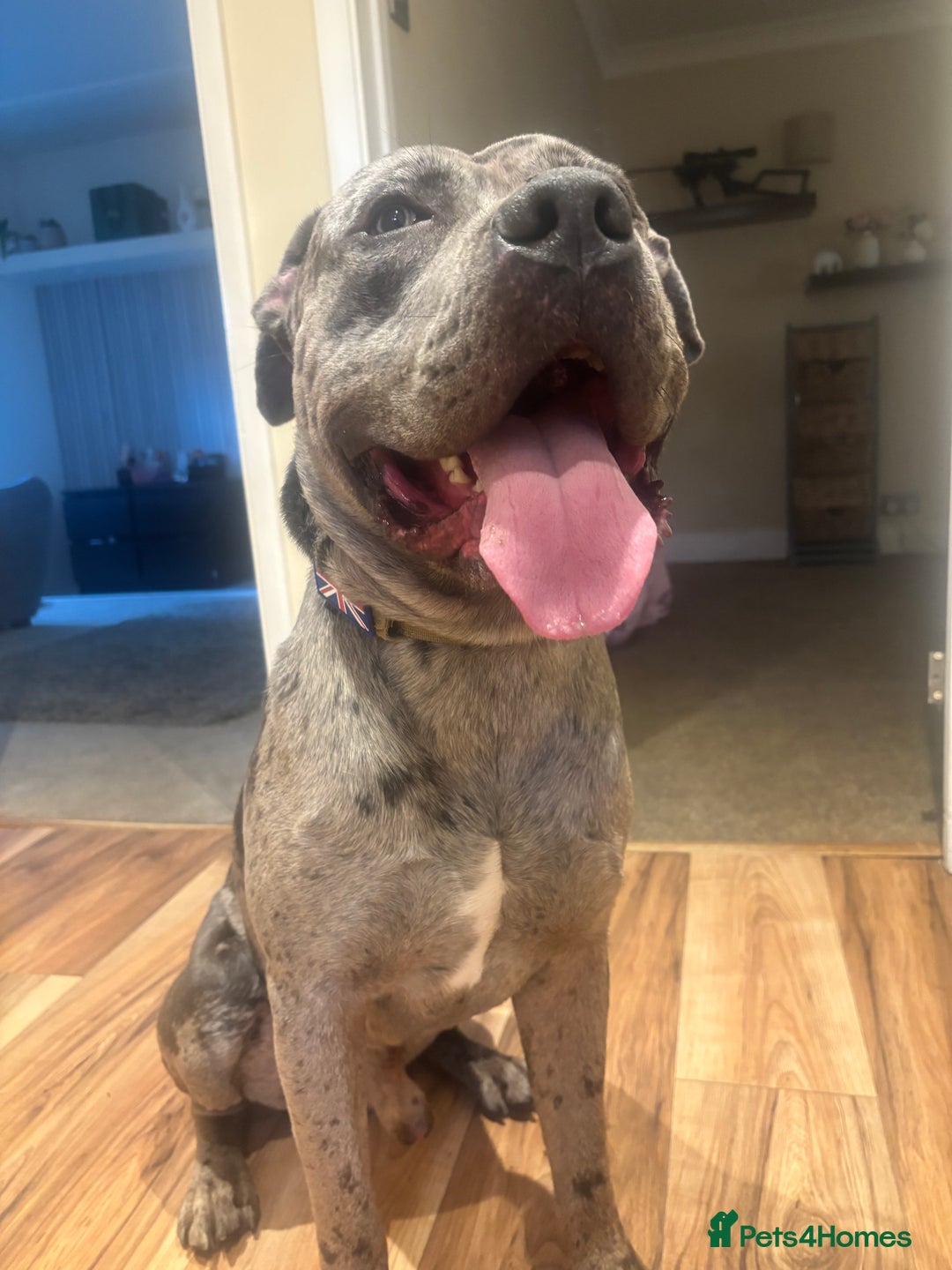 Mixed Breed dogs for sale: Zeus cane corso merle  - Image 4