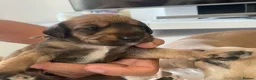 Mixed Breed dogs for sale: Iggypoo pups - the perfect dog - Advert 4