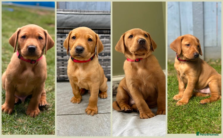 Labrador Retriever dogs - Advert 4