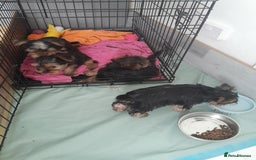 Yorkshire Terrier dogs for sale: Adorable Yorkshire Terrier puppies for sale - Image 1