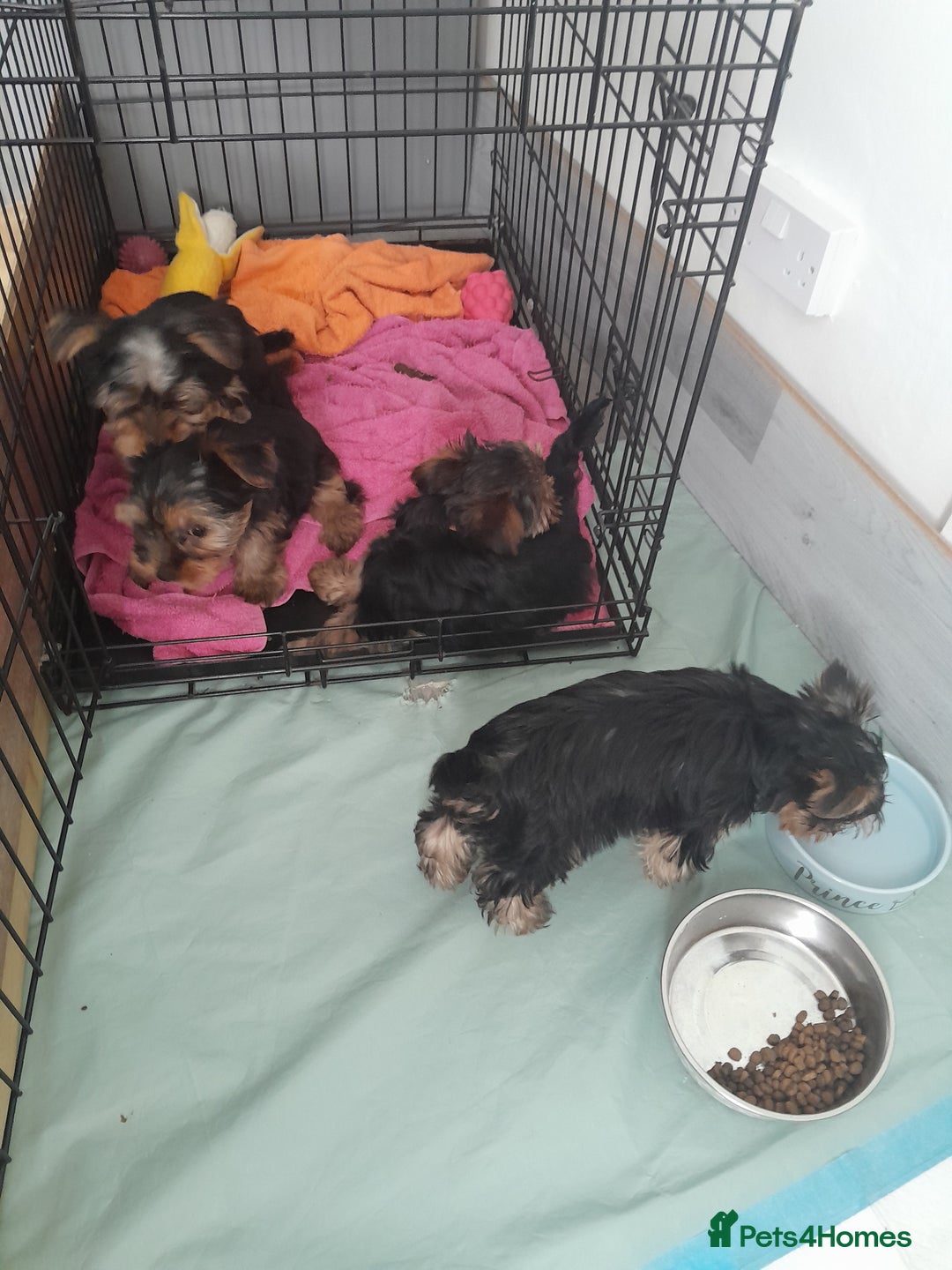 Yorkshire Terrier dogs for sale: Adorable Yorkshire Terrier puppies for sale - Image 1