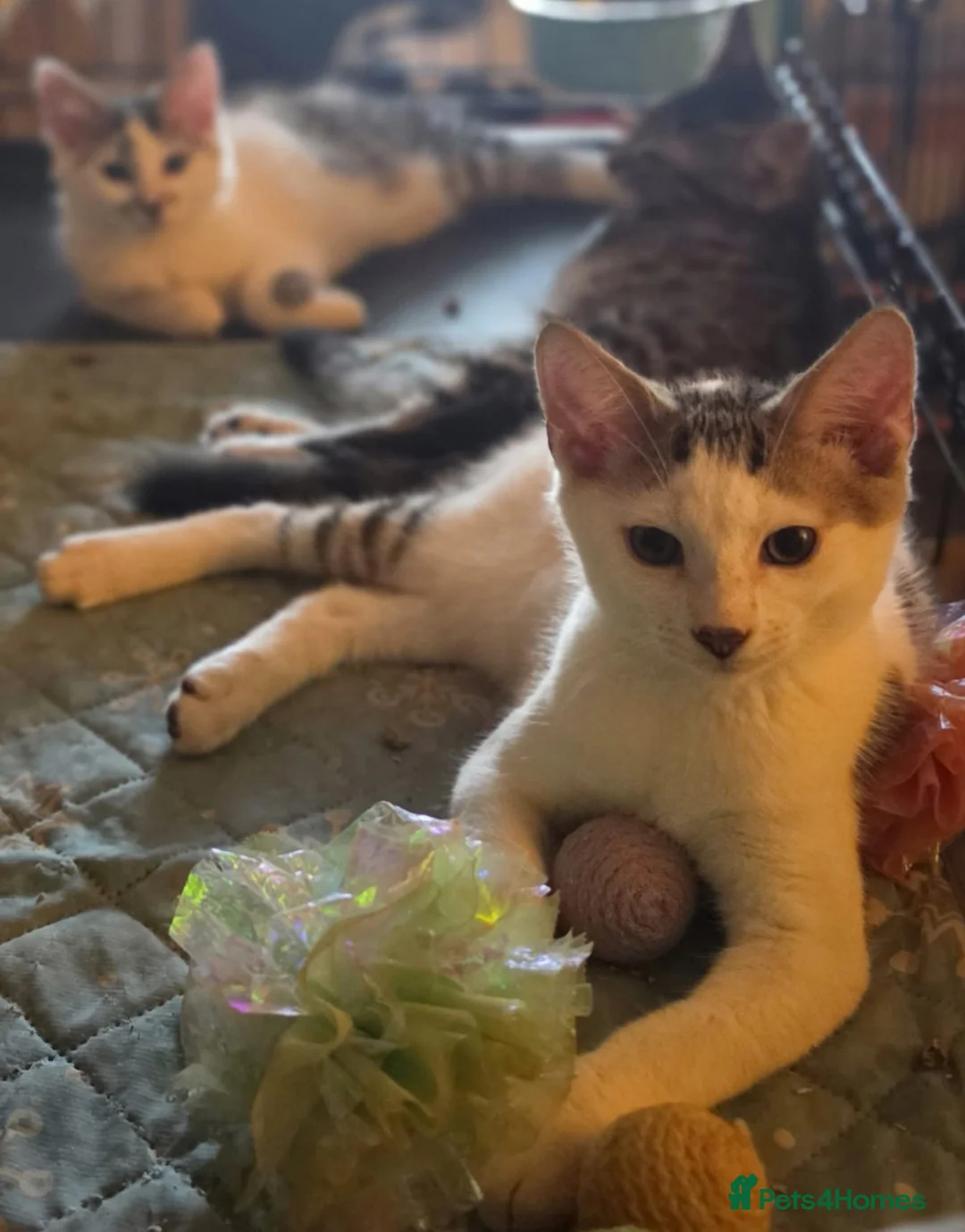 Domestic Shorthair cats for adoption: Bobby & Sadie - Adopt from Cats in Crisis East Ldn - Advert 3