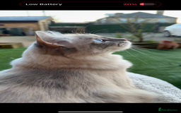 Ragdoll cats for sale: Ragdoll kittens due 25th August  - Image 8
