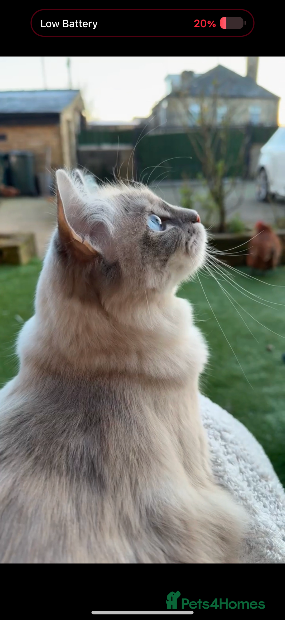 Ragdoll cats for sale: Ragdoll kittens due 25th August  - Image 8
