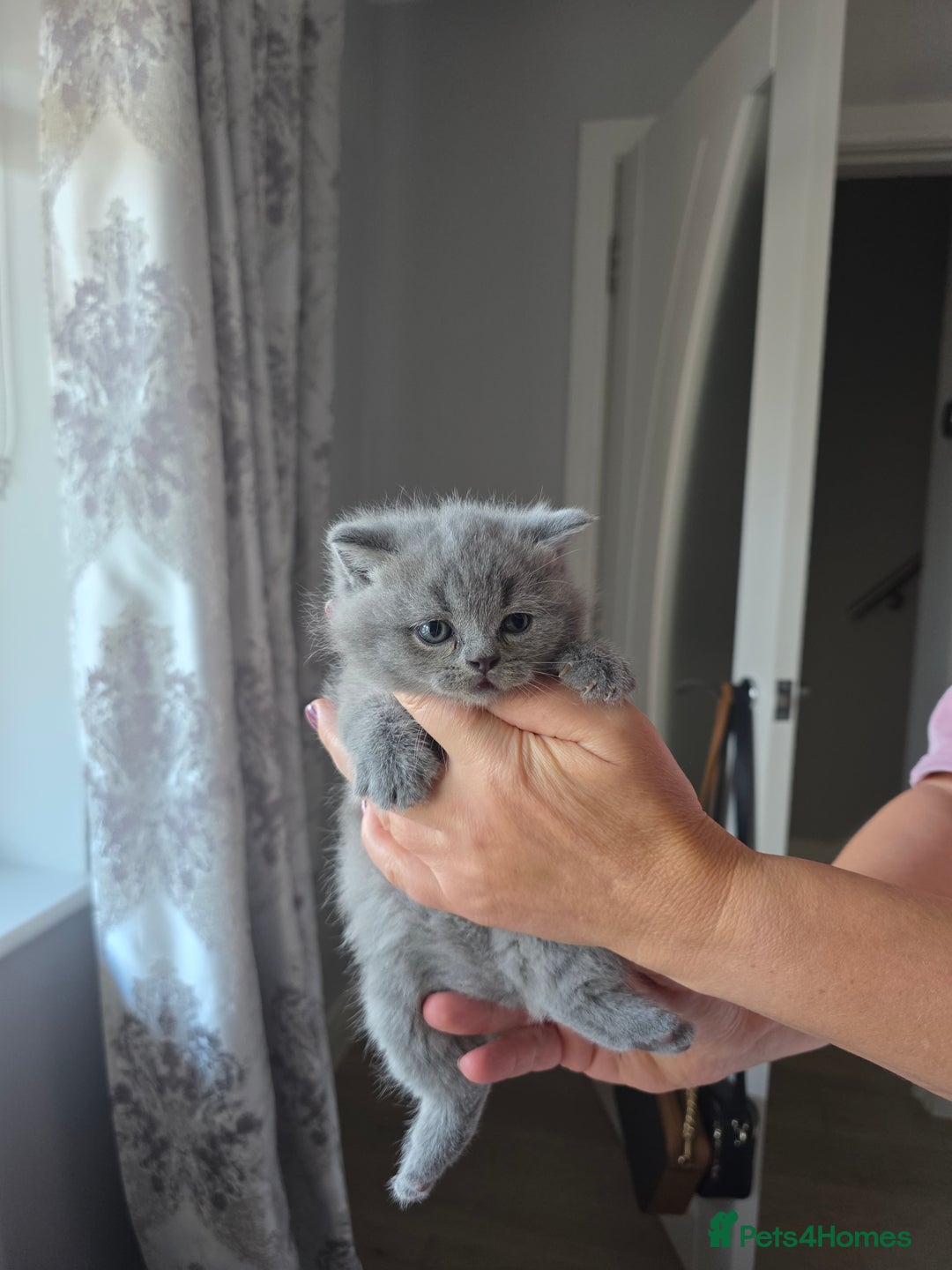 British Shorthair cats for sale: BRITISH SHORTHAIR KITTENS  - Image 7
