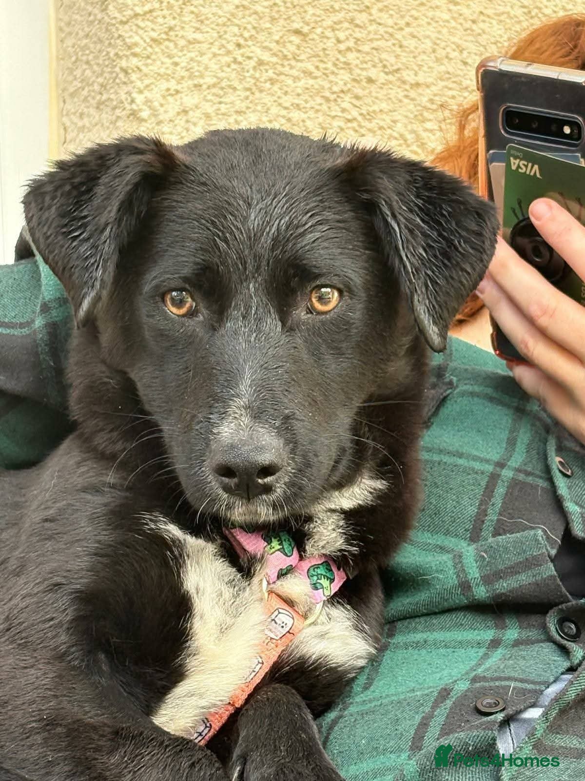 Mixed Breed dogs Meet Josephine, currently residing in Sheffield  - Advert 1
