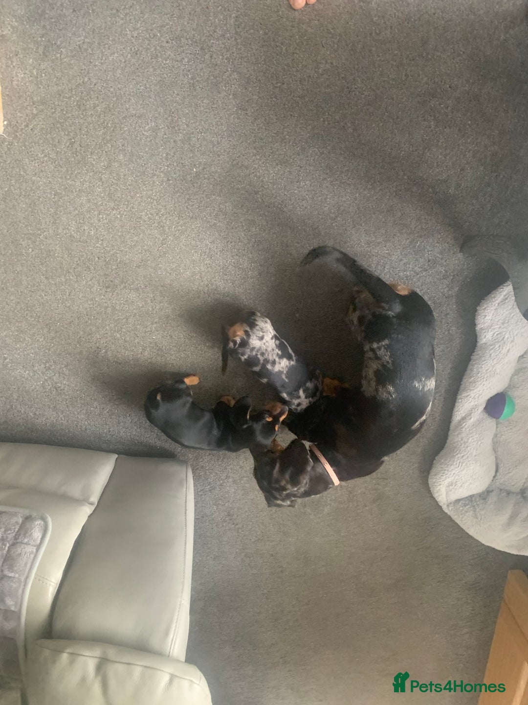 Dachshund dogs for sale: Mini Dachsunds for sale x 2 - Image 7