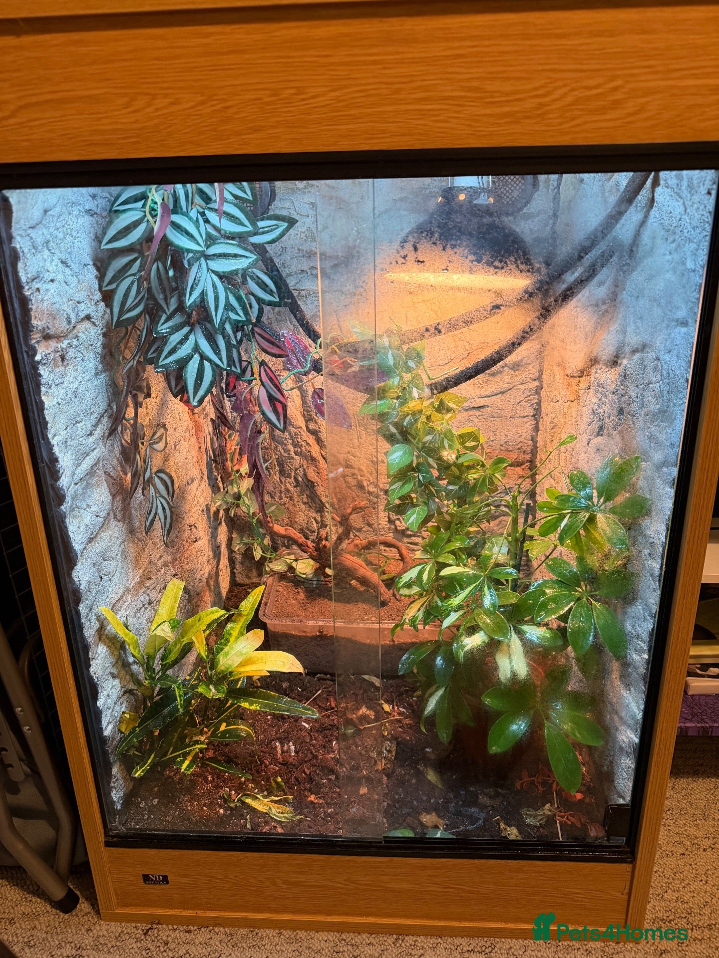 Chameleon reptiles Vailed chameleon for sale!  - Advert 6