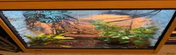 Chameleon reptiles for sale: Vailed chameleon for sale!  in Beaminster - Advert 1