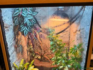 Chameleon reptiles Vailed chameleon for sale! - Advert 6
