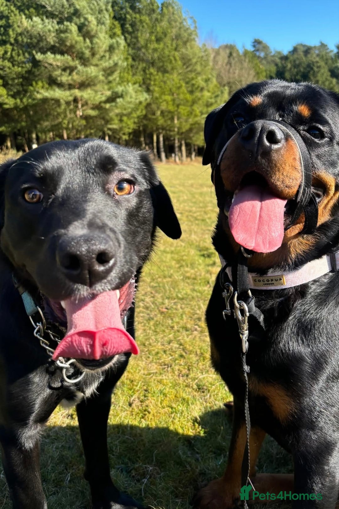 Borador dogs for sale: Barney  - Advert 6