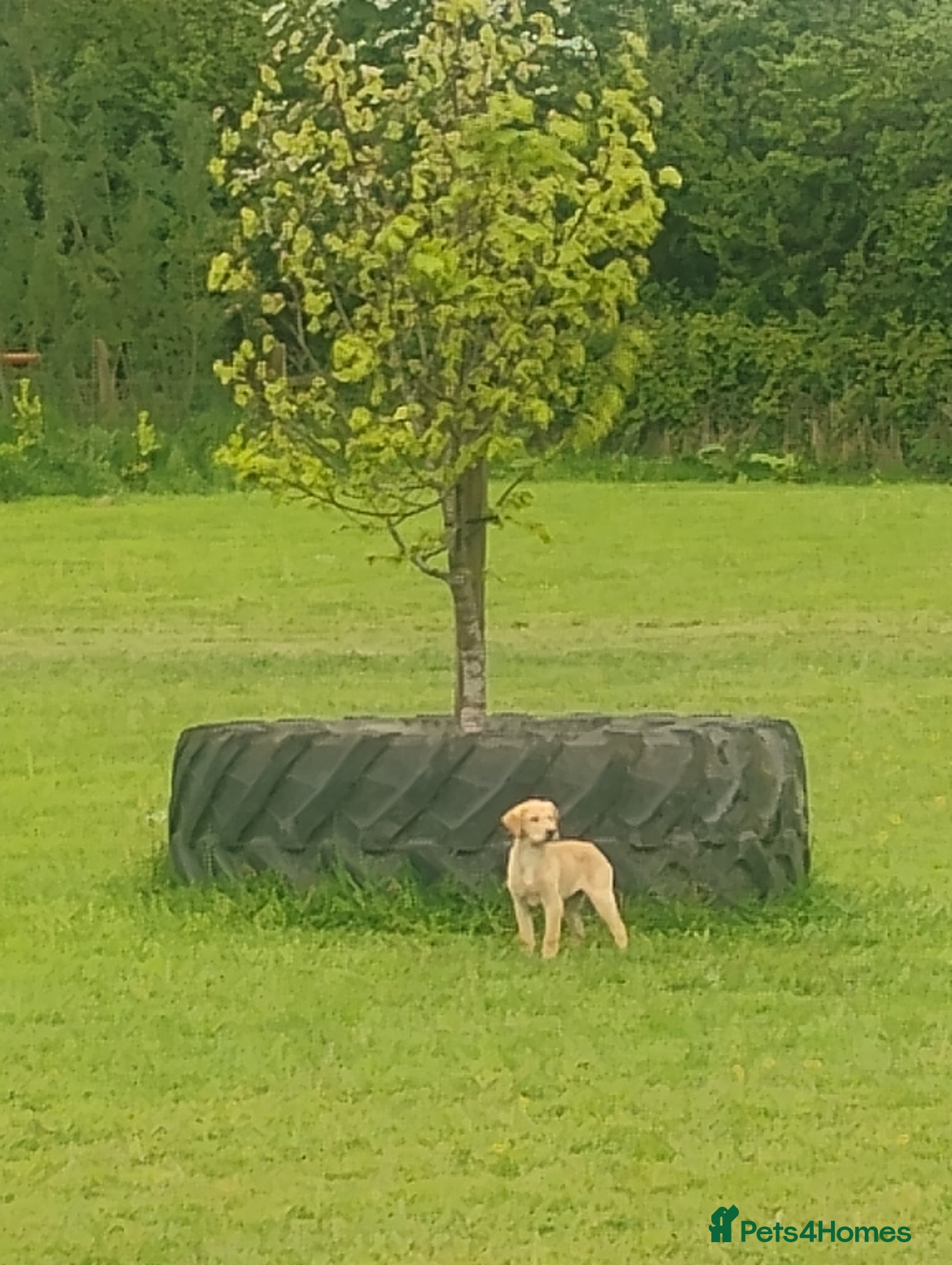 Labrador Retriever dogs KC registered Labours Fully vaccinated  - Advert 15