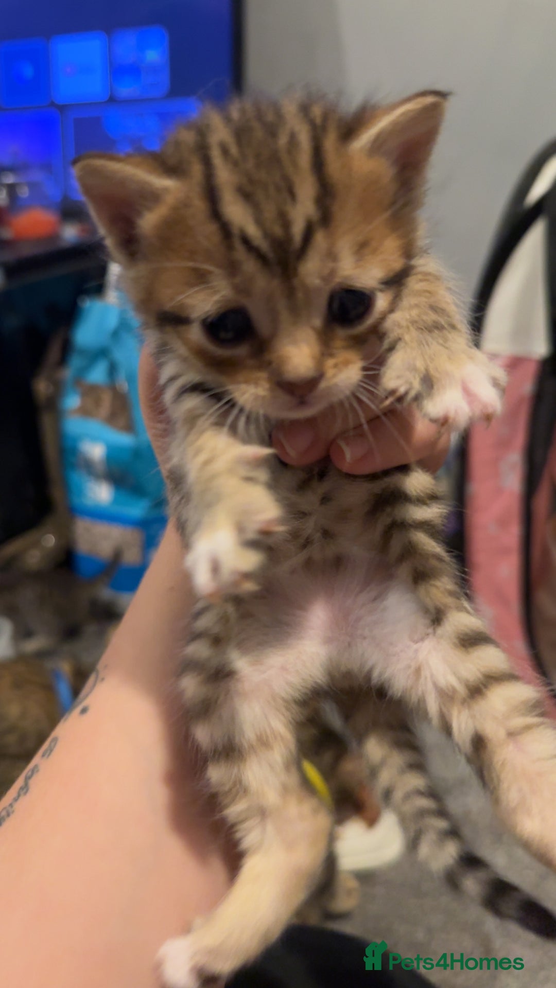 Mixed Breed cats for sale: 9 Mixed Bengal Kittens For Sale - Image 6