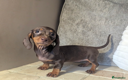Miniature Dachshund dogs for sale: Miniature dachshund puppies  - Image 9