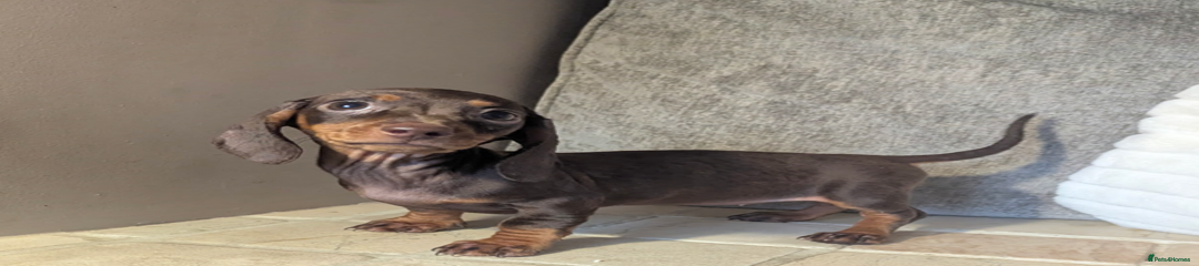 Miniature Dachshund Puppy 2