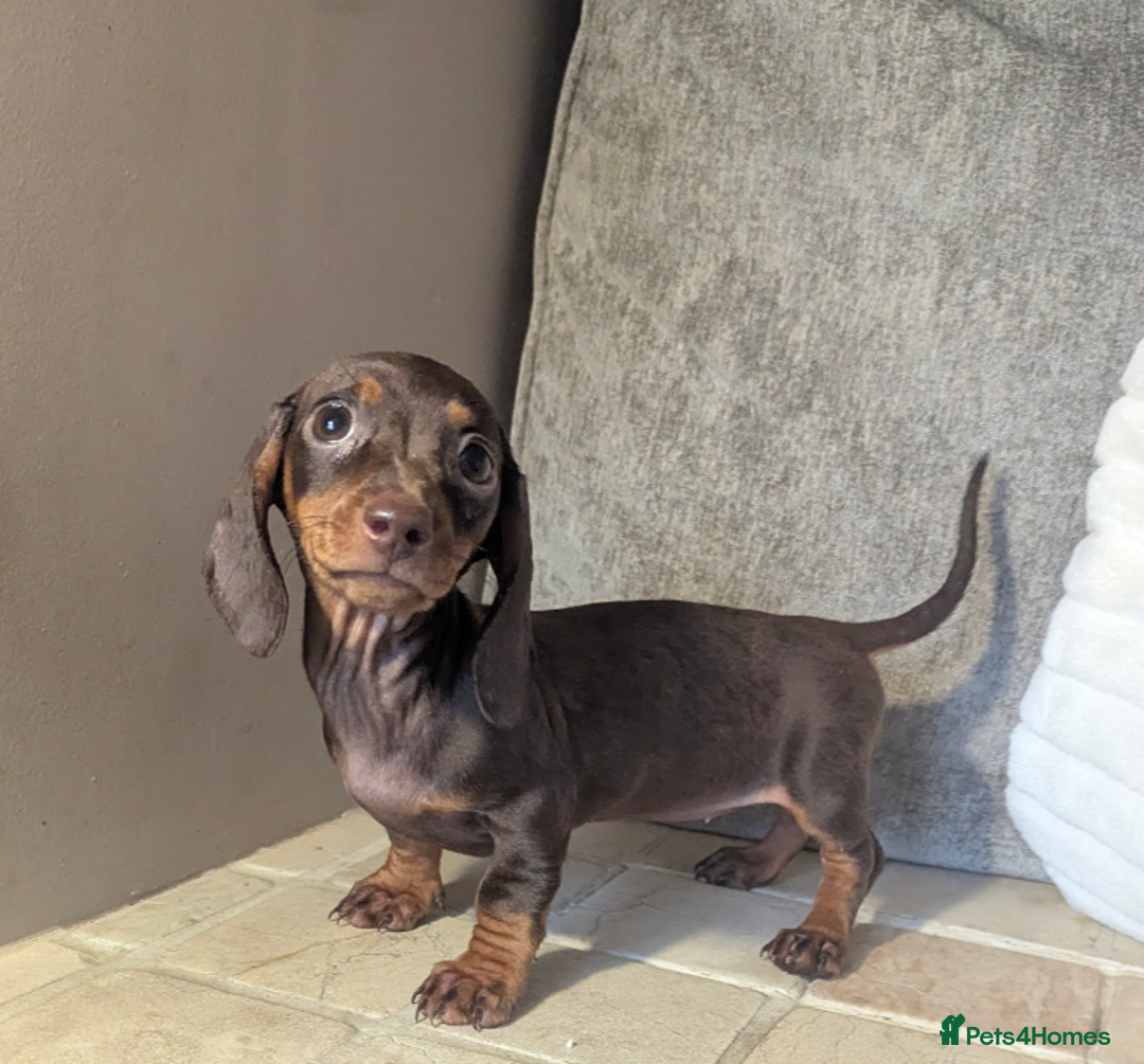 Miniature Dachshund dogs for sale: Miniature dachshund puppies  - Image 9