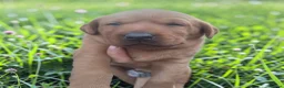 Labrador Retriever dogs for sale: Kc reg ftch Labrador puppies - Advert 8