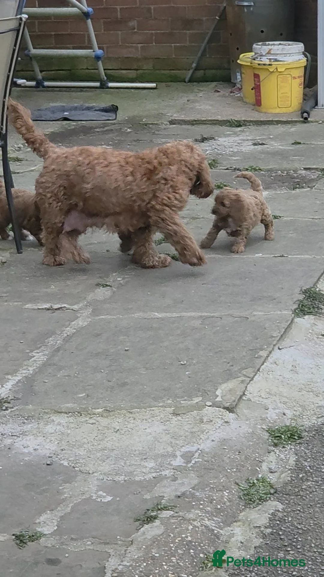 Cavapoo dogs for sale: Gorgeous Female Cavapoo Puppy in Oldbury - Advert 10