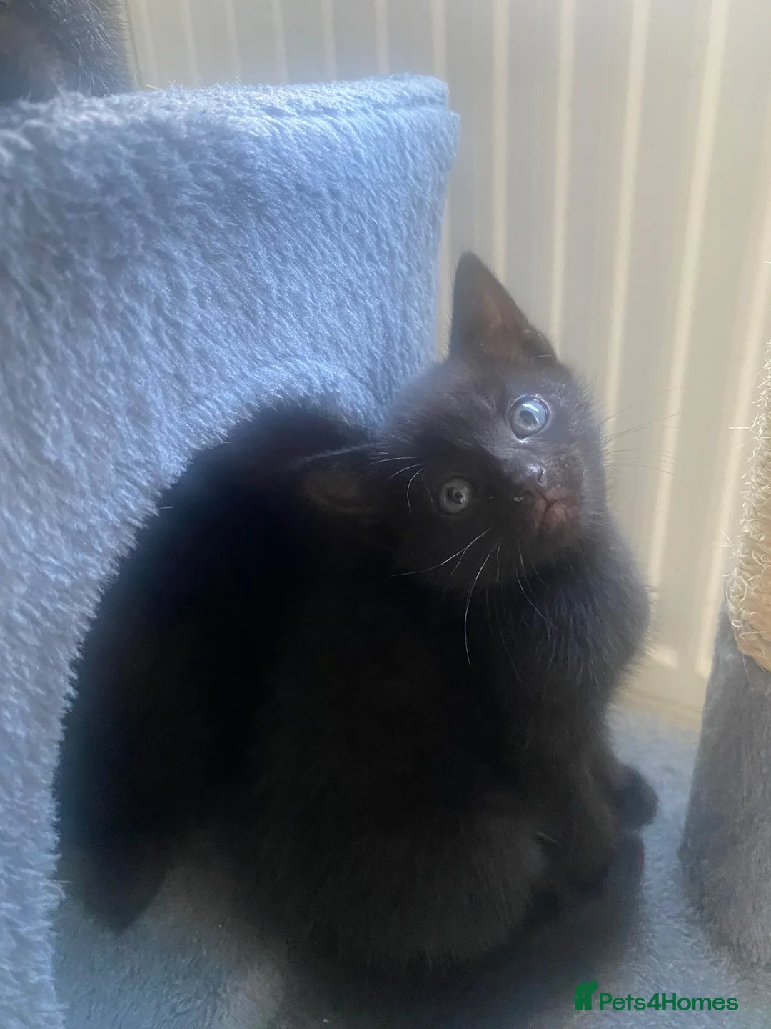 Mixed Breed cats for sale: Mixed breed kittens  - Advert 13