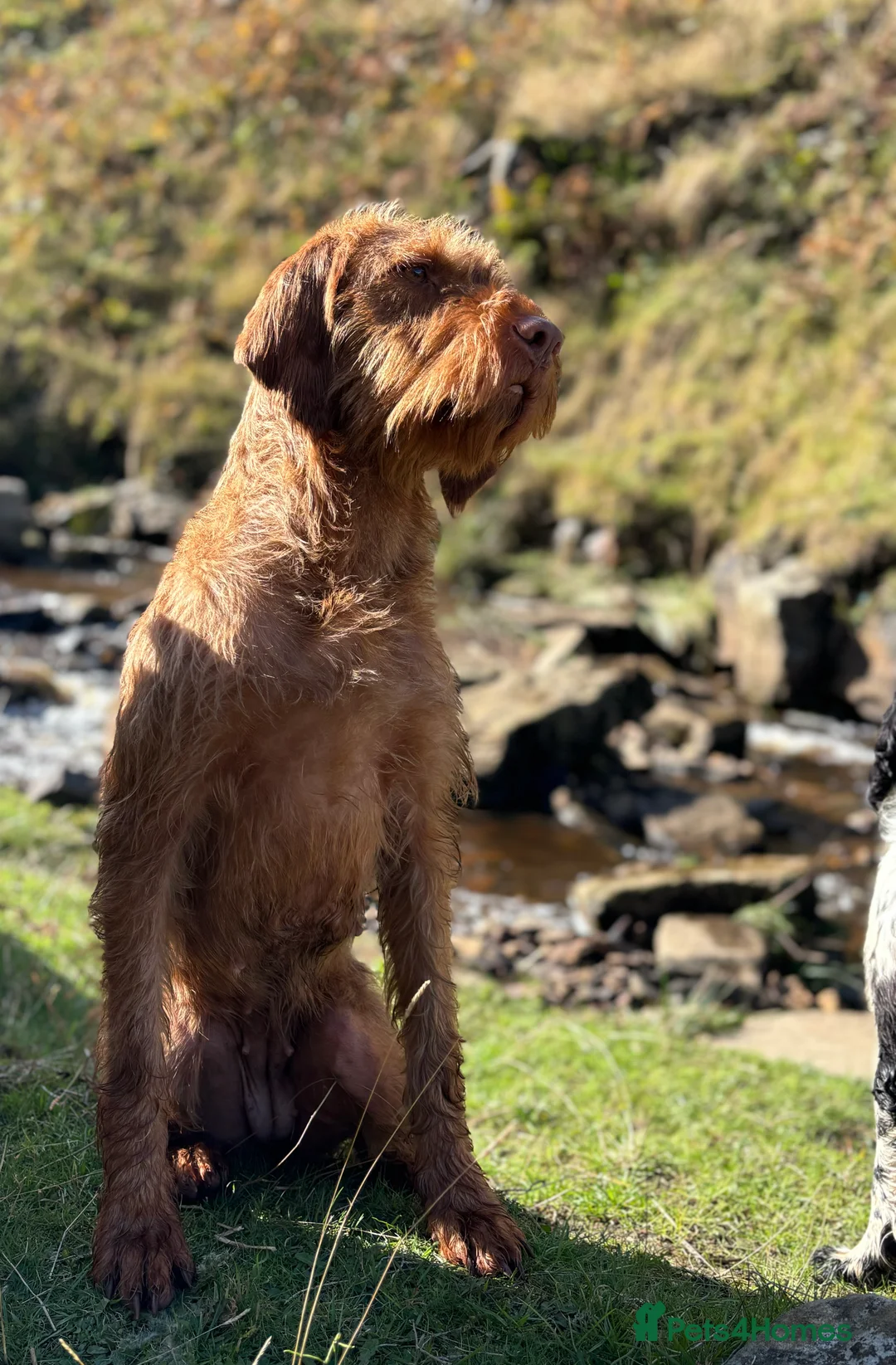 Hungarian Vizsla dogs for sale: Hungarian wirehaired vizsla- fully health tested  - Advert 6