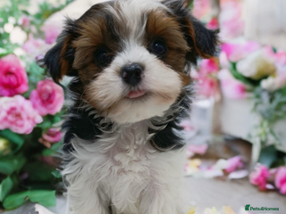 Yorkshire Terrier dogs Posh puppies😍 colored Yorkshire terrier - Advert 13