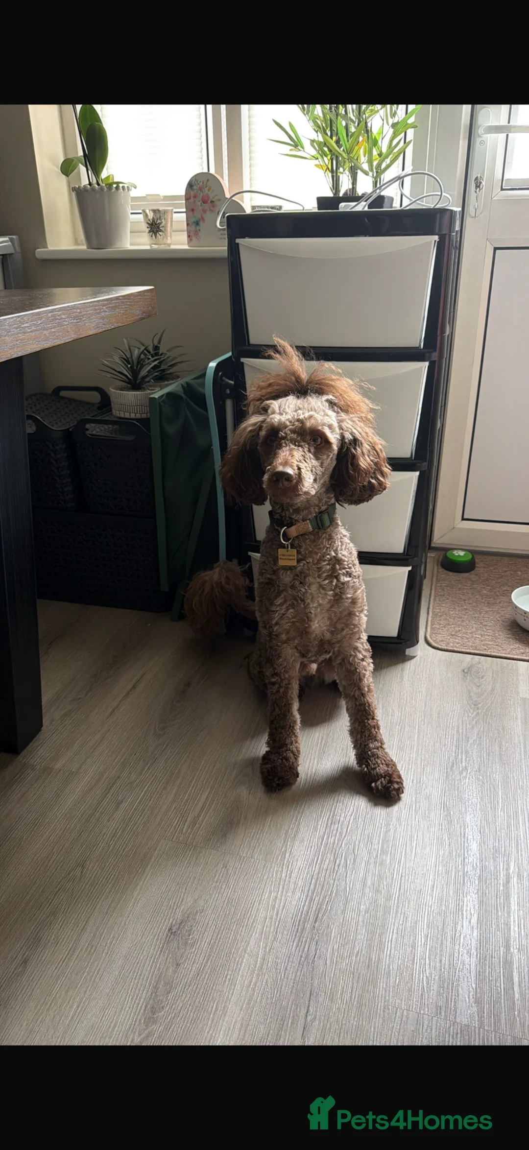 Poodle dogs for sale: Beautiful Mayan poodle in Fareham - Advert 1