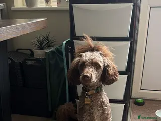 Poodle dogs Beautiful Mayan poodle - Advert 1