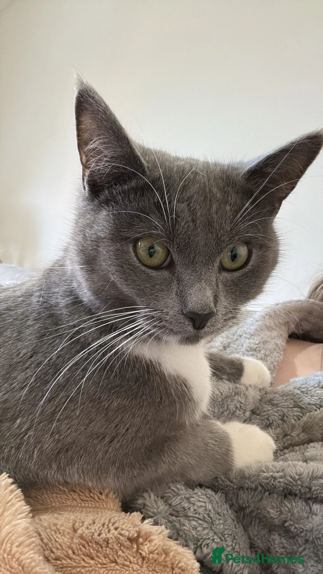 Mixed Breed cats for sale: Mother and daughter  - Advert 6