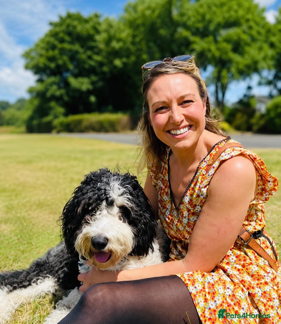 Sheepadoodle dogs for sale: Sheepadoodle pups - Advert 5