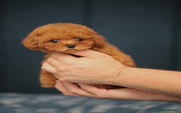 Toy Poodle dogs for sale: ASIAN TOY POODLE PUPPIES - Image 13