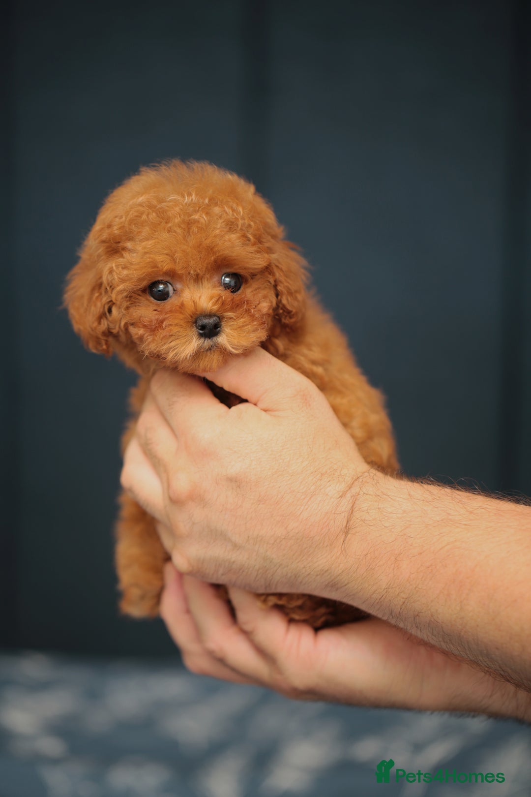 Toy Poodle dogs for sale: ASIAN TOY POODLE PUPPIES - Image 13