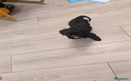 Mixed Breed dogs for sale: Cockapoo x cairn terrier - Image 8