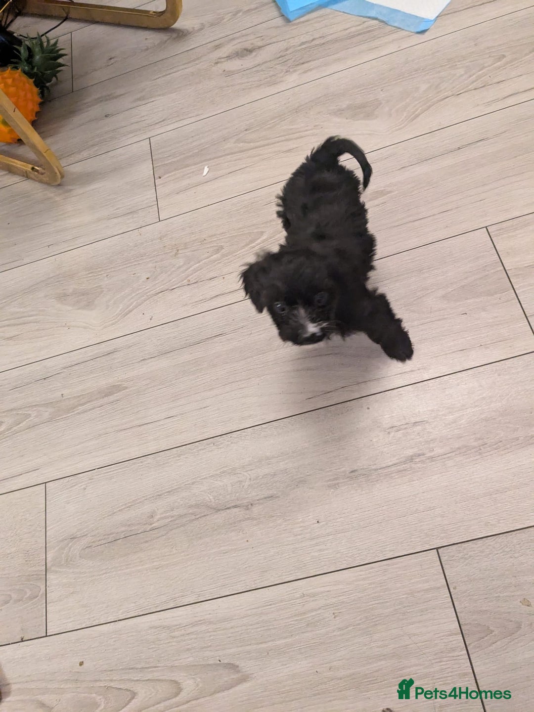 Mixed Breed dogs for sale: Cockapoo x cairn terrier - Image 8