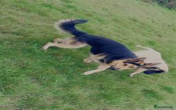 German Shepherd dogs for stud: German shepherd stud - Image 2