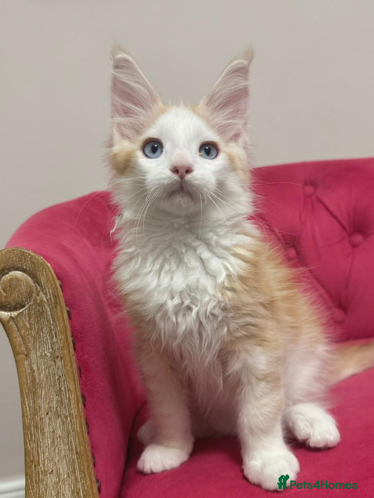 Maine Coon cats Maine Coon Kittens 🏆 20+ gen 🧬 Full Pedigree - Advert 1