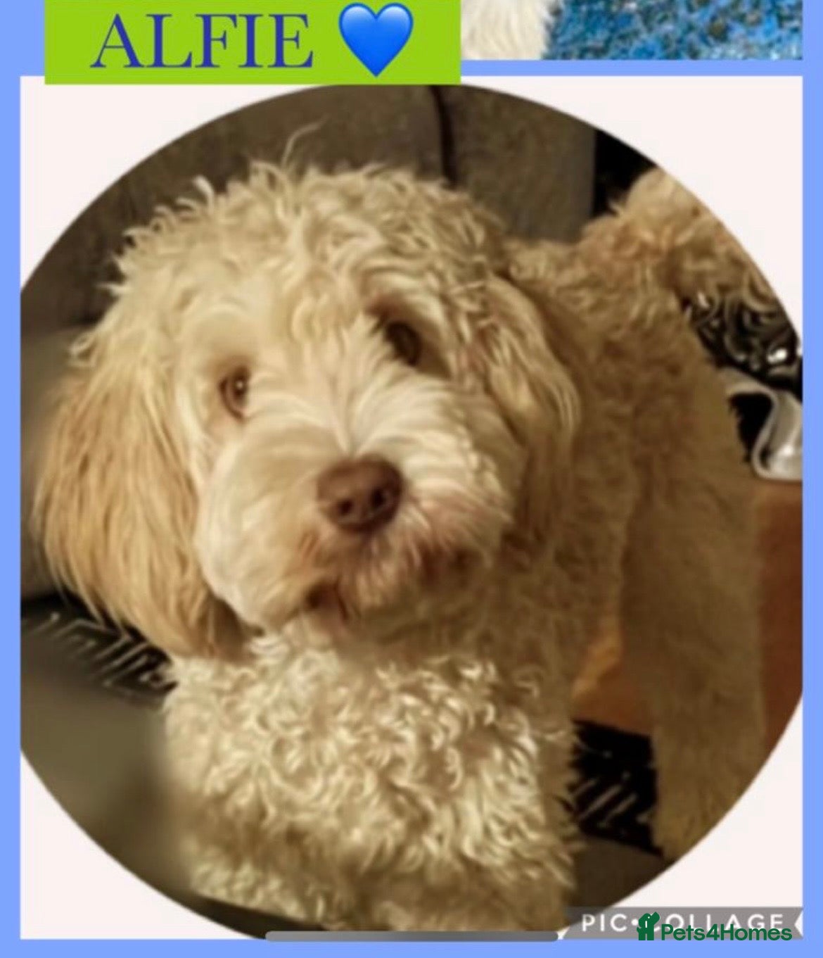 Australian Labradoodle dogs Handsome Proven Australian Labradoodle Stud 🌟 - Advert 5