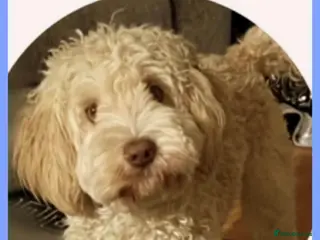 Australian Labradoodle dogs Handsome Proven Australian Labradoodle Stud 🌟 - Advert 5