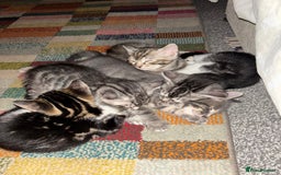 Bengal cats for sale: Half Bengal Kittens - Image 1