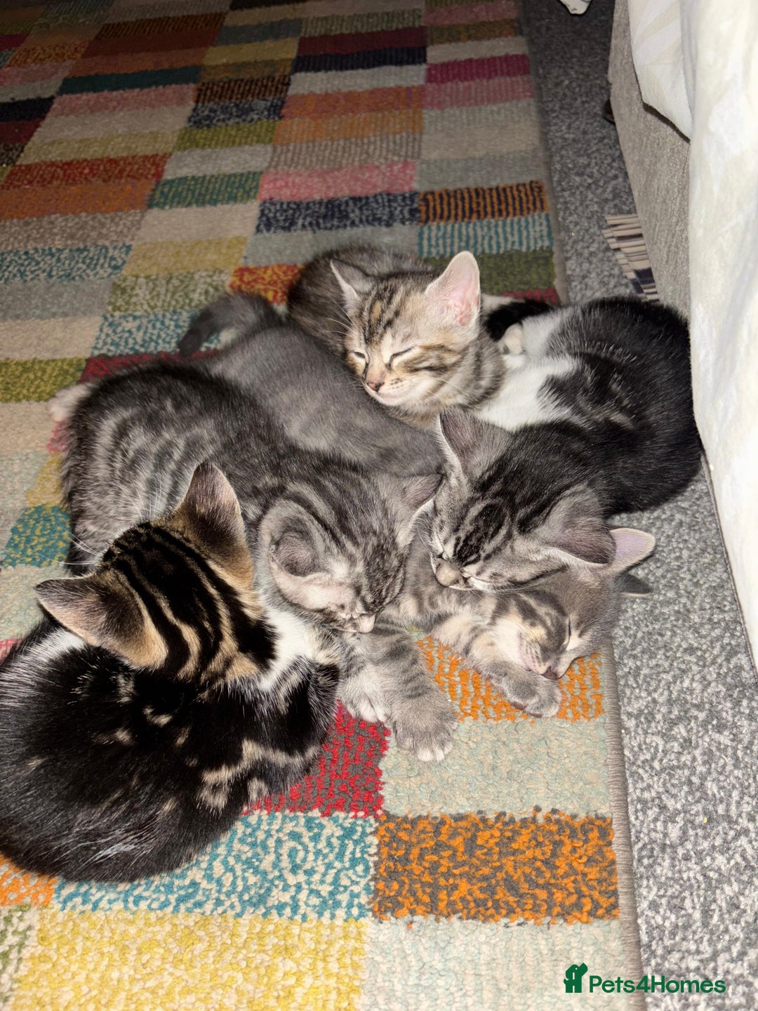 Bengal cats for sale: Half Bengal Kittens - Image 1