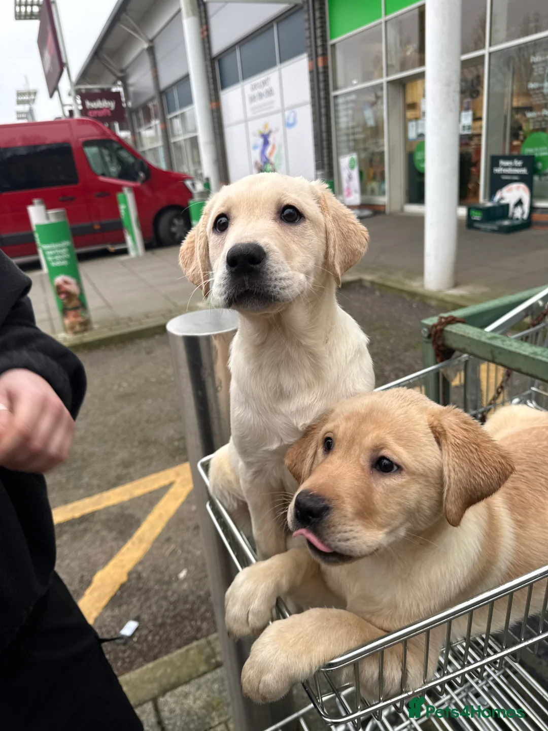 Labrador Retriever dogs for sale: Labrador puppys - Advert 5