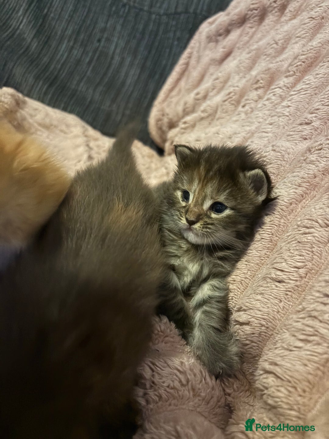 Maine Coon cats for sale: TICA registered Maine coon kittens rare red girl  - Advert 3