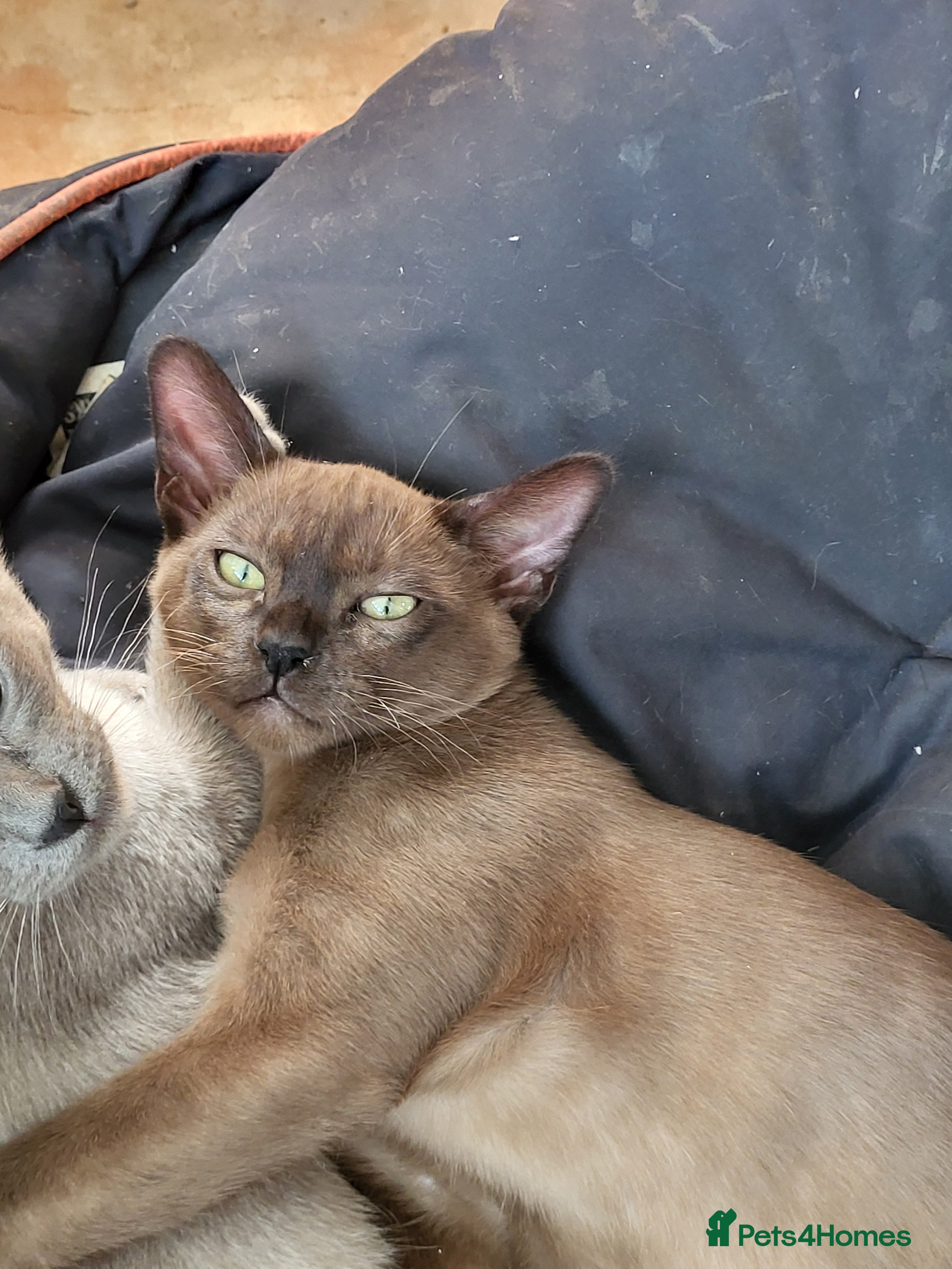 Burmese cats Pedigree brown male Burmese kitten  - Advert 1