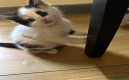 British Shorthair cats for sale: Beautiful kittens - Image 2