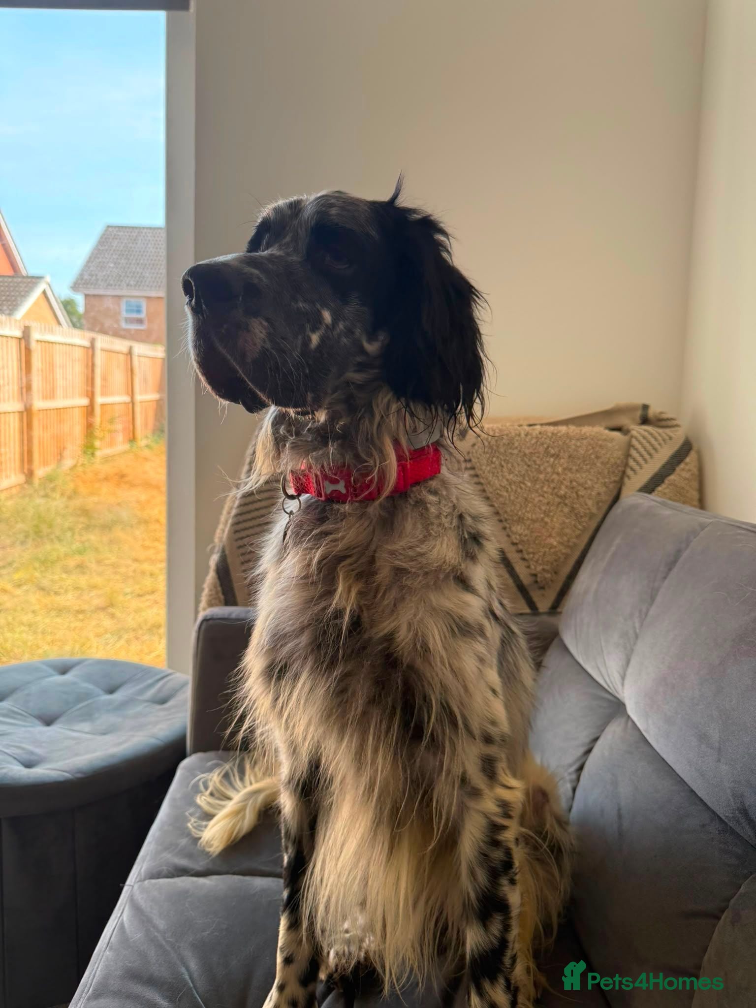English Setter dogs Bairon - Advert 2