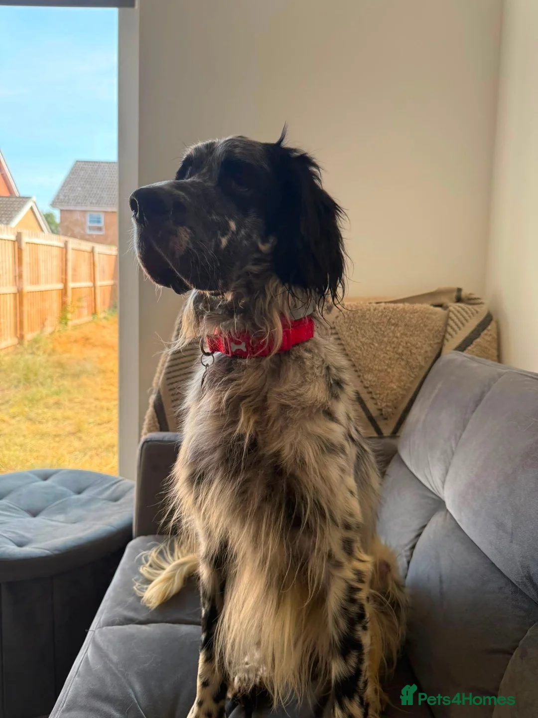 English Setter dogs for adoption: Bairon - Advert 1