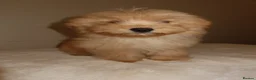 Pomapoo dogs for sale: Pompoo puppies  - Advert 7