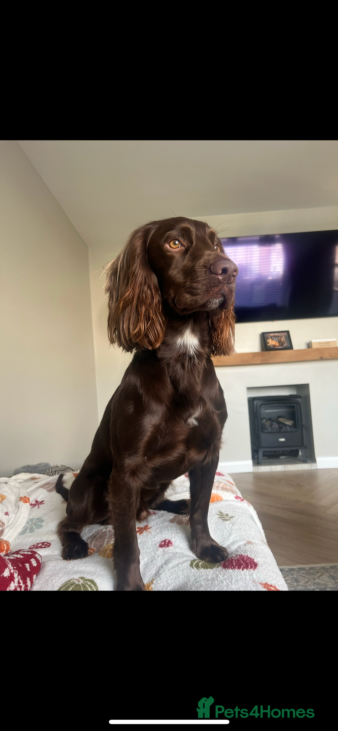 Cocker Spaniel dogs for stud: Cocker spaniel stud - Advert 2