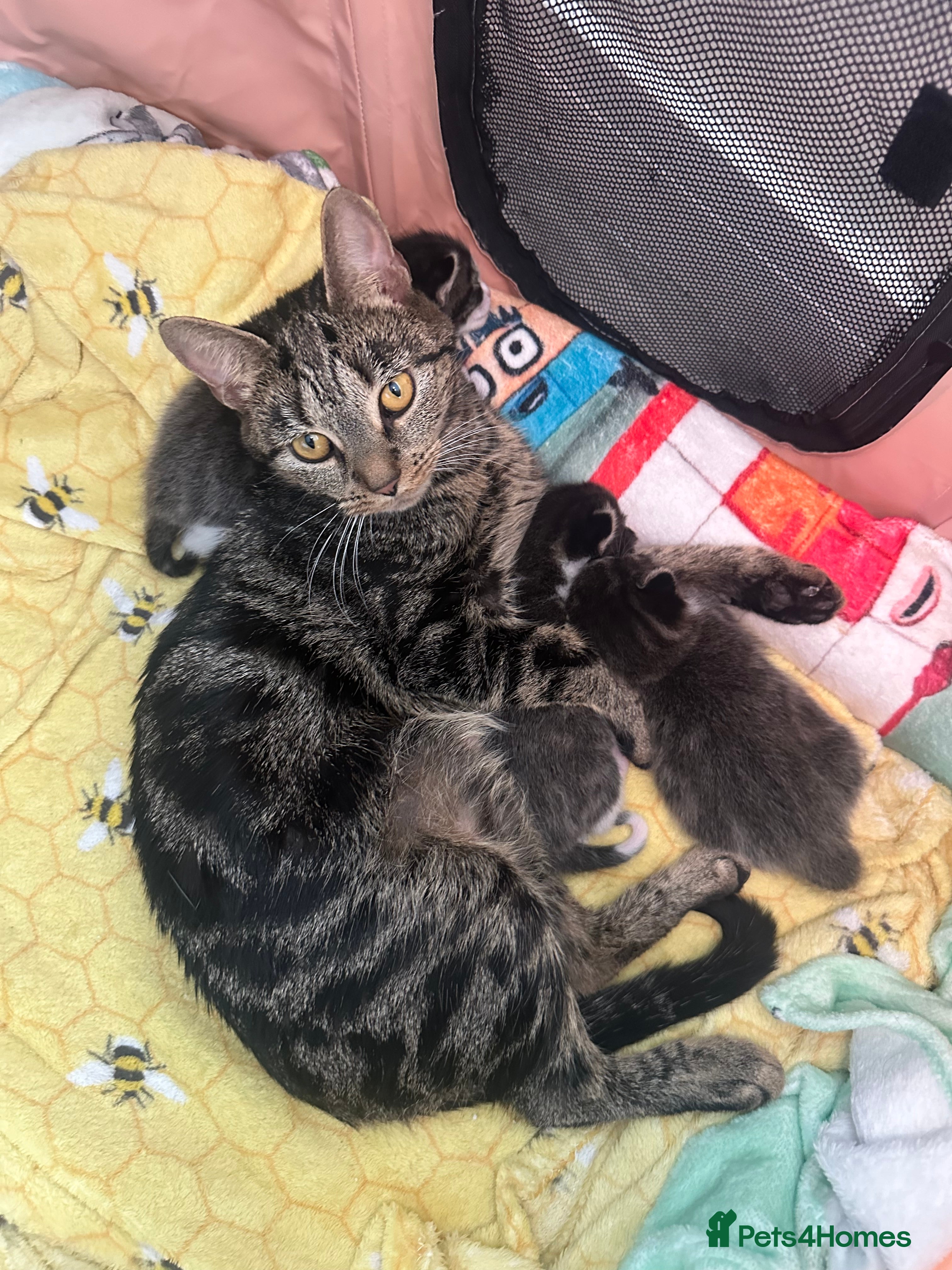 Mixed Breed cats 5 week old kittens -2 girls and 1 boy  - Advert 1