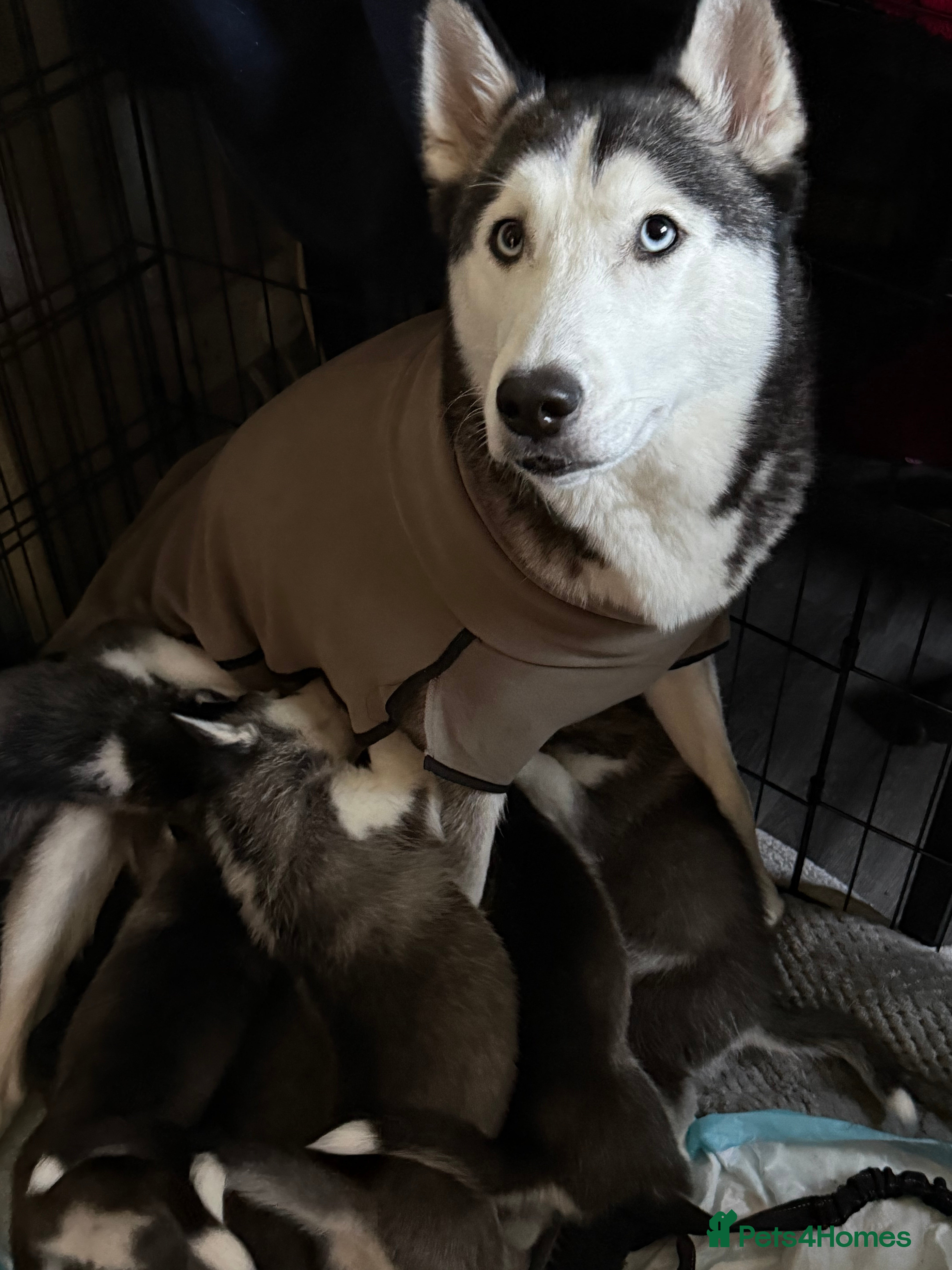 Siberian Husky dogs 3 beautiful Siberian huskies, 2 male and 1 female - Advert 1